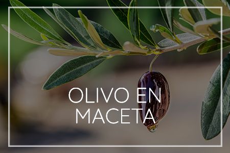 Viveros Arnal olivo en maceta